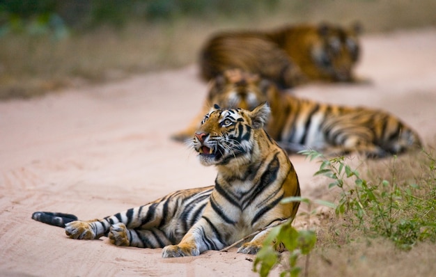 Three wild tiger in the jungle. India.