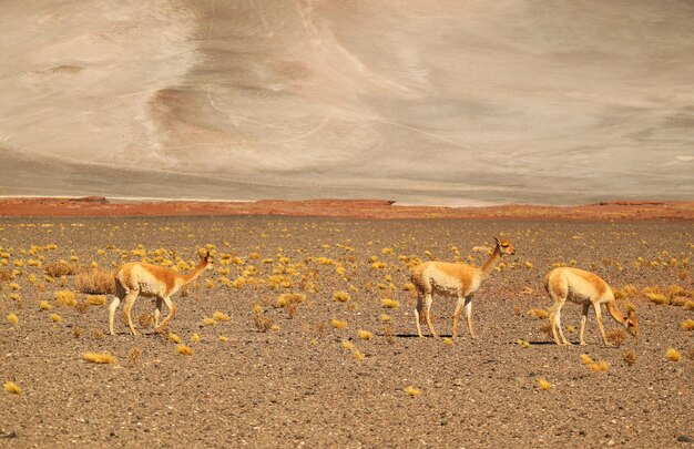 Three of Wild Vicunas Grazing on the Arid Desert of Los Flamencos National Reserve in Northern Chile