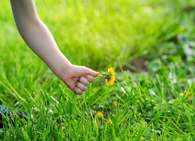 Photo three year old caucasian toddler boy picks a yellow dandelion in his hands nature and childhood concept