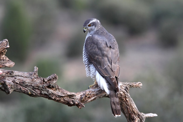 Three years old male of Northern goshawk, Accipiter gentilis