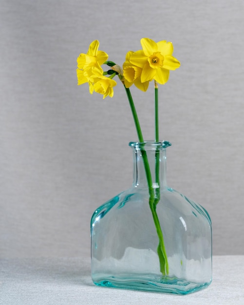 Photo three yellow daffodils in a glass vase bottle on a gray background spring still life tenderness