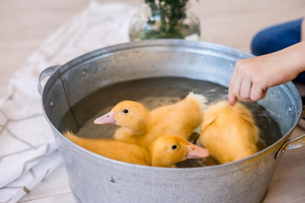 Three yellow ducklings sitting in a straw basket with hay Easter concept