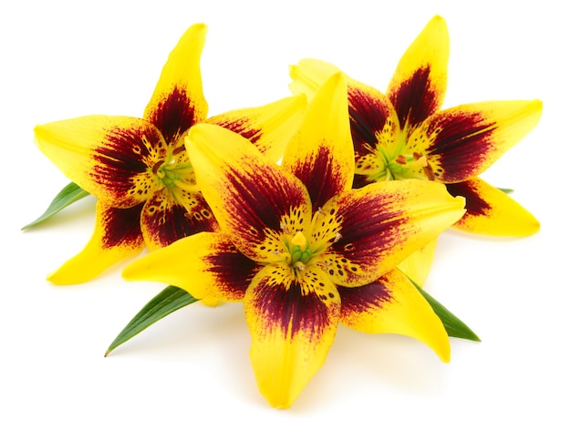 Three yellow lily