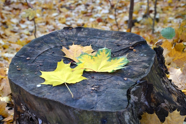 three yellow maple leaves on the tree stump in the forest isolated close up