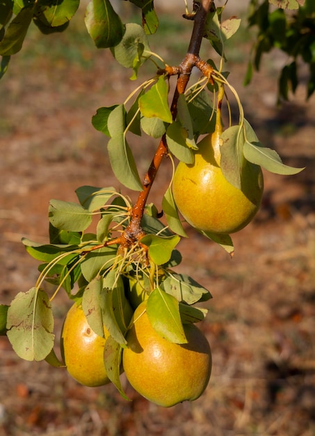 Three Yellow ripe pears Pyrus on a branch close up