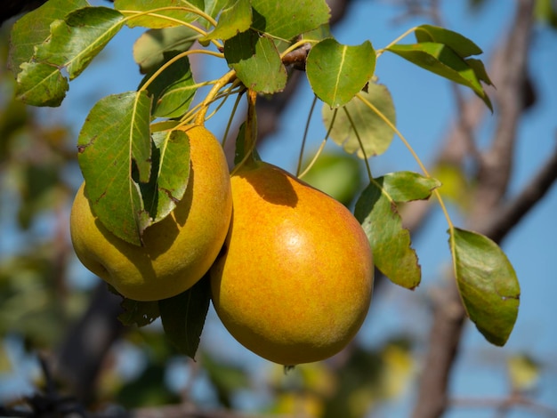 Three Yellow ripe pears Pyrus on a branch close up