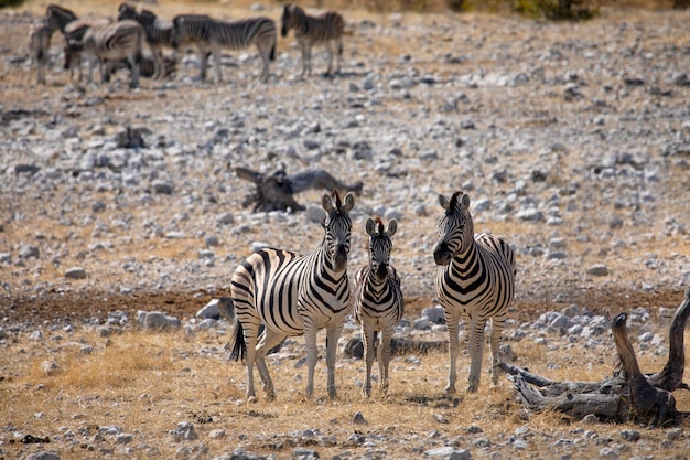 Three zebras in the national park in safari