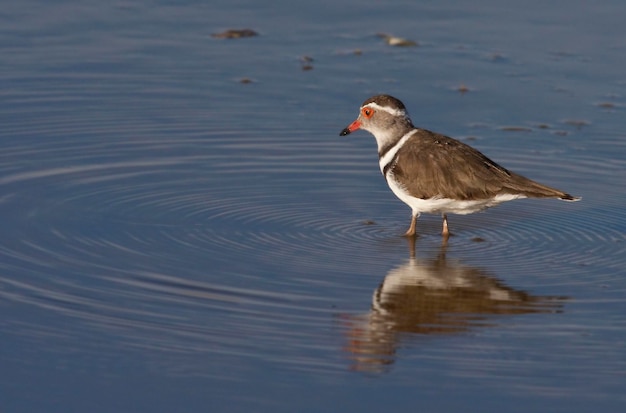 Threebanded Plover Namibia