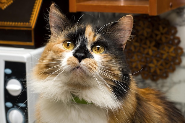 Threecolored cat with yellow eyes closeup