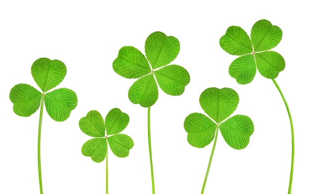 Threeleaf and fourleaf clover in a row on a white isolated background