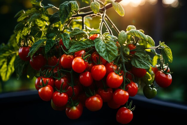 Thriving tomato plants in containers showcasing vibrant essence of balcony gardening