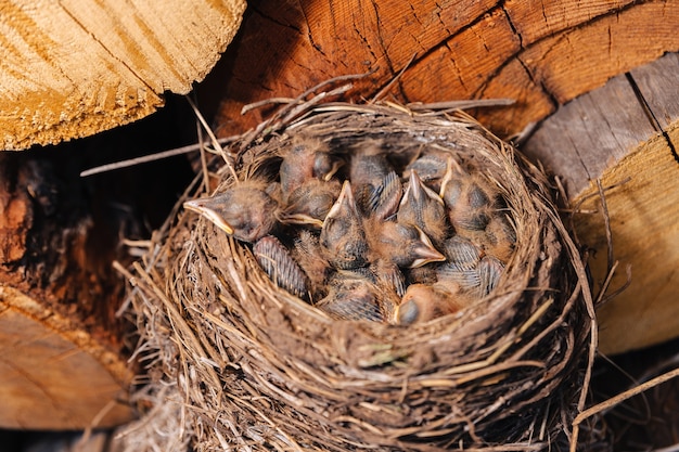 Thrush nest. Bird's nest in the woodshed. Newborn chicks blackbird. Chicks sleep in a nest made of straw.