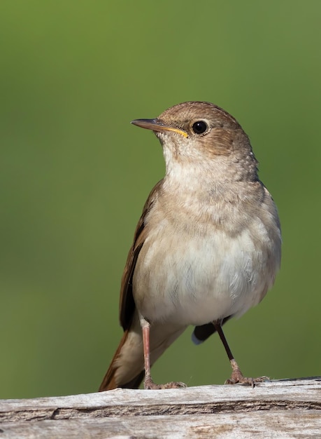 Thrush nightingale Luscinia luscinia A bird sits on an old log and looks away