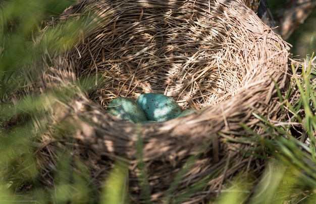 A thrush's nest with eggs in the shade of a pine tree