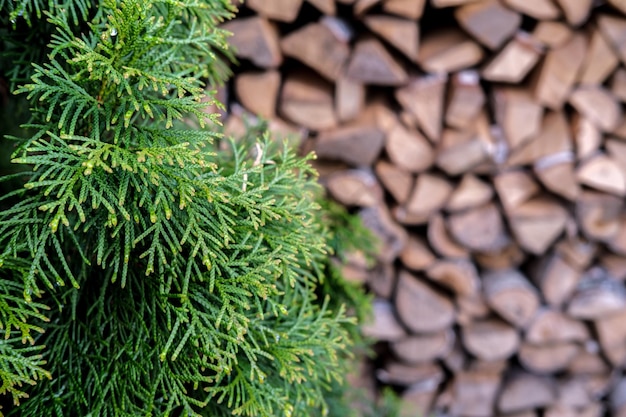 Thuja on the background of firewood