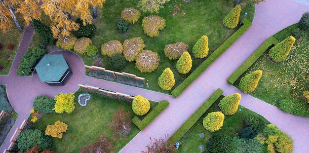 Thuja, boxwood and ornamental plants near the path in the park.