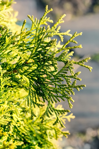 Thuja branches close-up on a sunny day