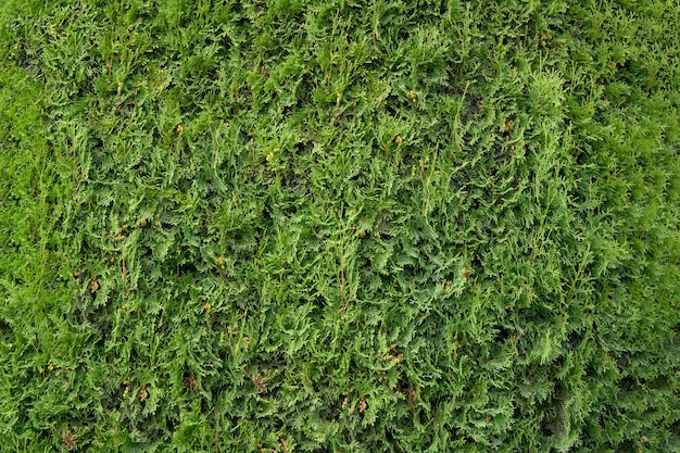 Thuja branches with cones green plant background