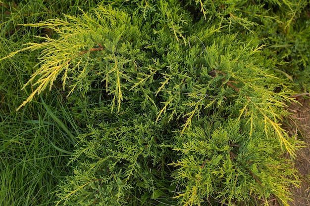 A thuja bush on a flowerbed in the park