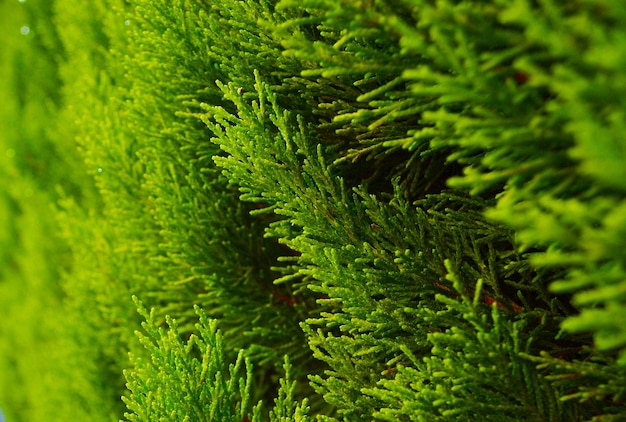 Thuja closeup Natural green background