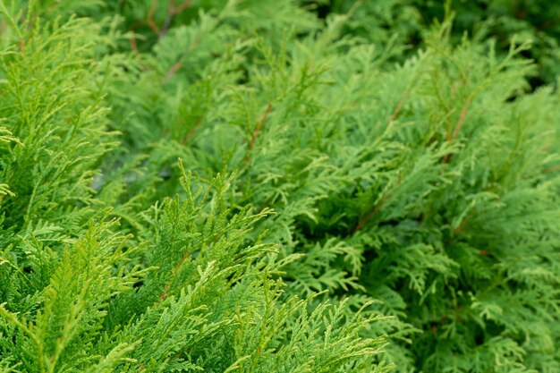 Thuja green is a modern background for a gardening website thuja branches closeup on a sunny day