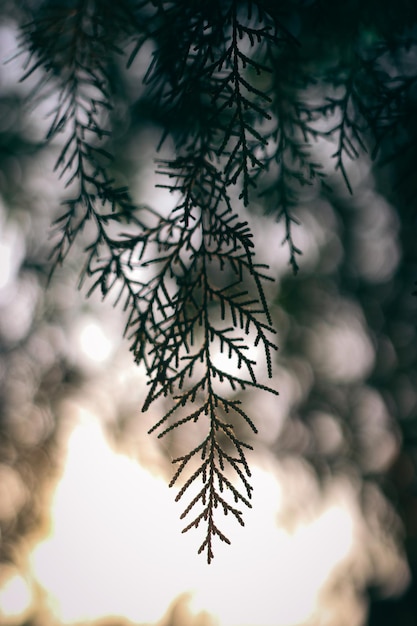 Thuja Plant Shadow Pattern Background