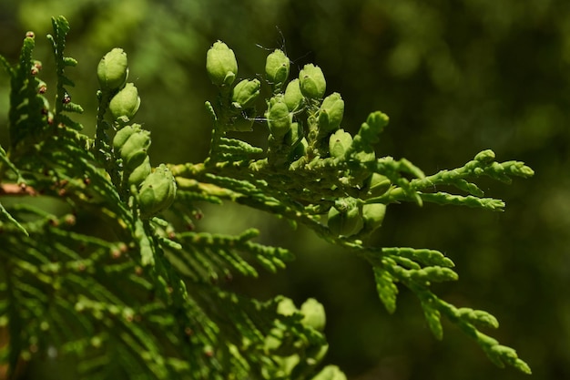 Thuja Young shoots