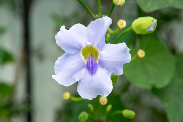 Thunbergia grandiflora, Beautiful Blue Bengal Trumpet flower