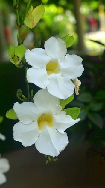 Thunbergia grandiflora is a perennial evergreen vine Bengal clockvine Bengal trumpet skyflower