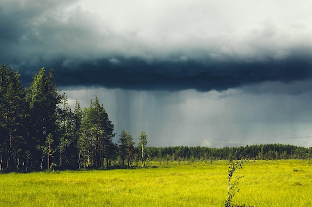 Thundercloud and rain over the forest behind the swamps illuminated by the sun