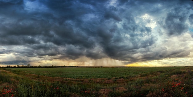 Thunderstorm over a green field with poppies in the foreground strips of rain in the distance and the sun's rays from the clouds panorama