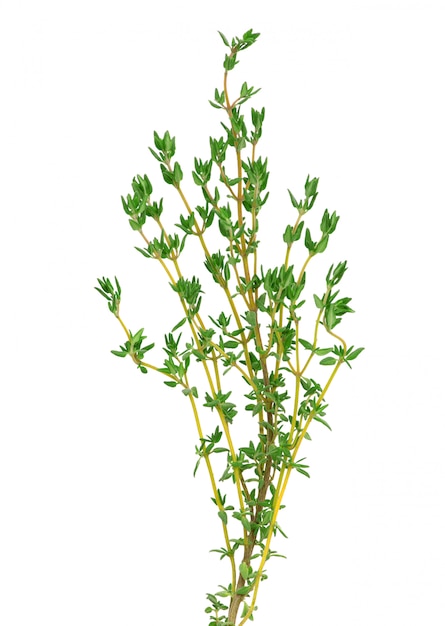 Thyme branch on white wall