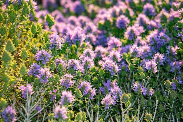 Thyme flowers field in Sicily