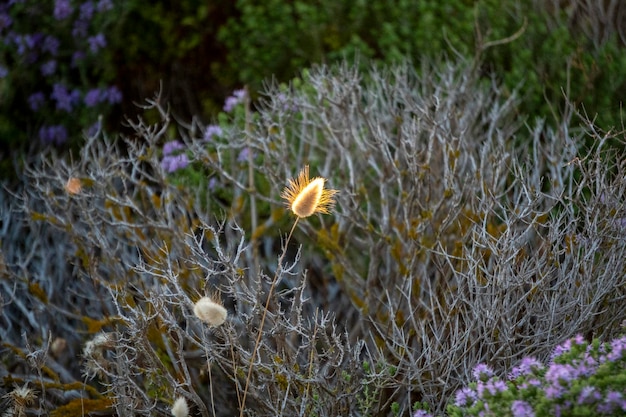 Thyme flowers field in Sicily