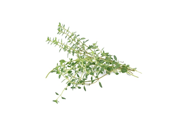 Thyme herb isolated on a white background