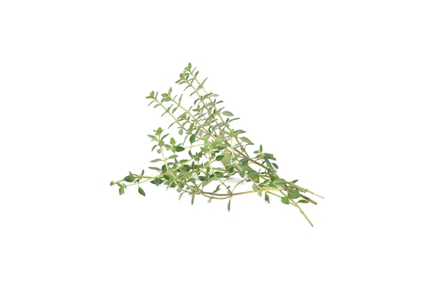 Thyme herb isolated on a white background