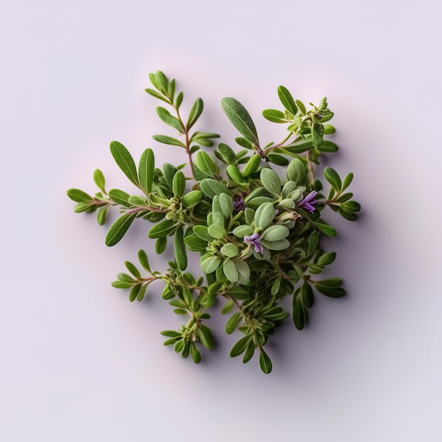 Thyme herb leaf The Aromatic Flavorful Herb for Your Cooking Recipes