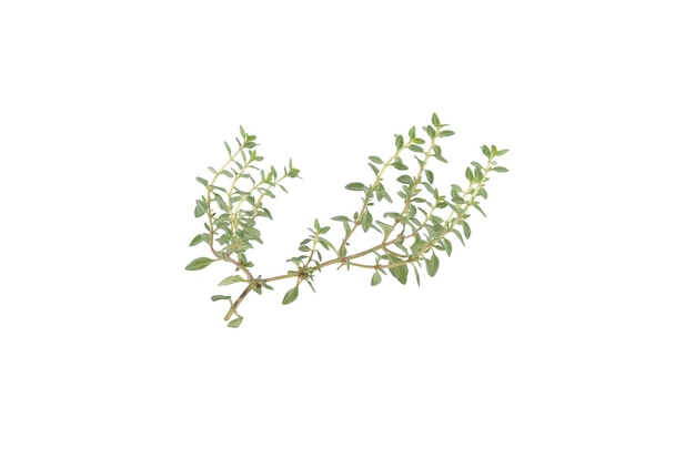 Thyme sprigs isolated on a white background