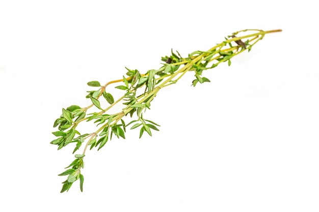 Thyme