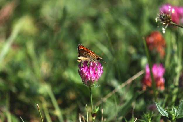 Thymelicus Sylvestris butterfly on flower and green background.