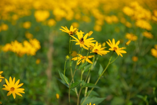 Thymophyllia,yellow flowers, natural summer background, blurred image, selective focus