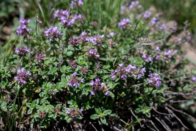 Thymus or thyme garden thyme variety with pale pink flowers