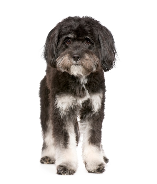 Photo tibetan terrier with 9 months. dog portrait isolated