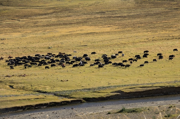 Tibetan yak on grass field with farmer ride on horses