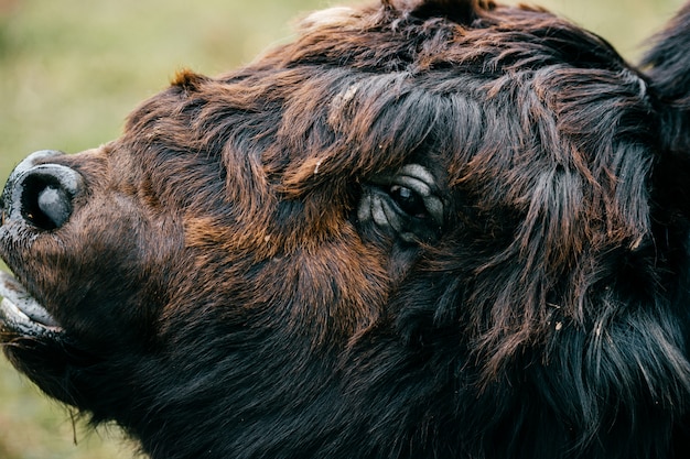 Tibetan yak in zoo