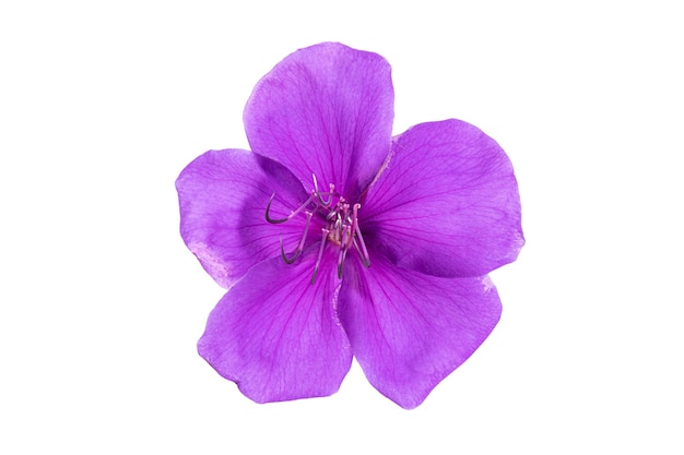 Tibouchina flower in full bloom isolated in white bacckground. Tibouchina urvilleana