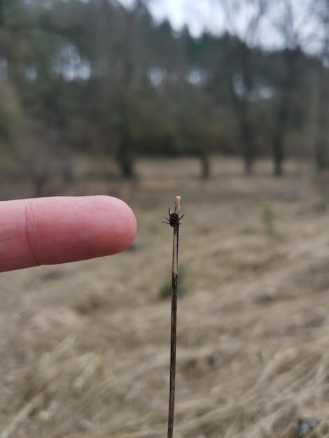 Tick brown sitting on blade of grass stalk and waiting for the victim