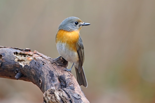 Tickell's Blue Flycatcher Cyornis tickelliae Beautiful Female Birds of Thailand