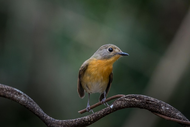 Tickell's Blue Flycatcher Cyornis tickelliae on branch tree