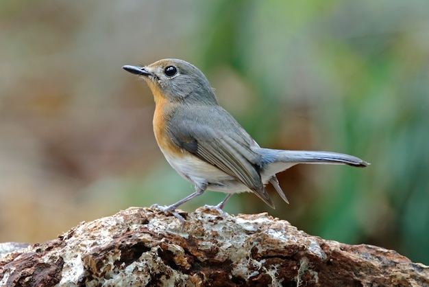 Tickell's Blue Flycatcher Cyornis tickelliae Cute Female Birds of Thailand